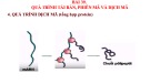 Bài giảng Khoa học tự nhiên lớp 9 - Bài 39: Quá trình tái bản, phiên mã và dịch mã (IV)