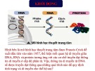 Bài giảng Khoa học tự nhiên lớp 9 - Bài 39: Quá trình tái bản, phiên mã và dịch mã (CTST)