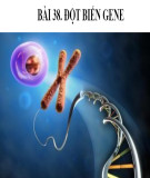 Bài giảng Khoa học tự nhiên lớp 9 - Bài 38: Đột biến gene (CTST)